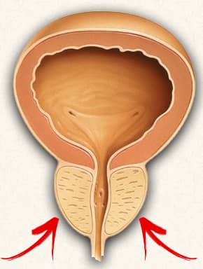 Die Prostata und deren Funktion - eine Anleitung